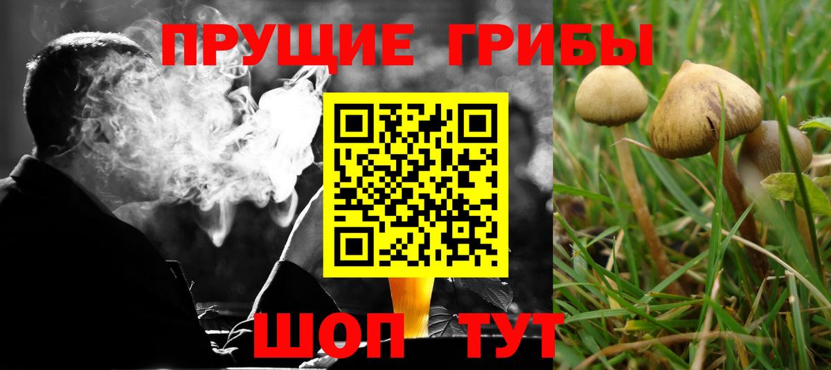 Галлюциногенные грибы Psilocybe Воркута